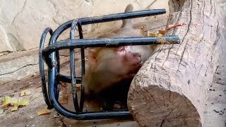 видео: Люся в ЗАСАДЕ - три бревна и табуретка! Елисей КУКУРУЗОЗАВИСИМЫЙ! Лида будет занята всю ночь! Тайган картинка: Люся в ЗАСАДЕ - три бревна и табуретка! Елисей КУКУРУЗОЗАВИСИМЫЙ! Лида будет занята всю ночь! Тайган
