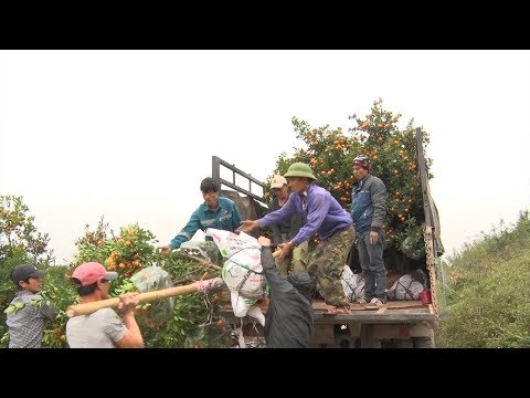 Video Tin Tức 24h: Sôi động thị trường hoa, cây cảnh tại... - youtube