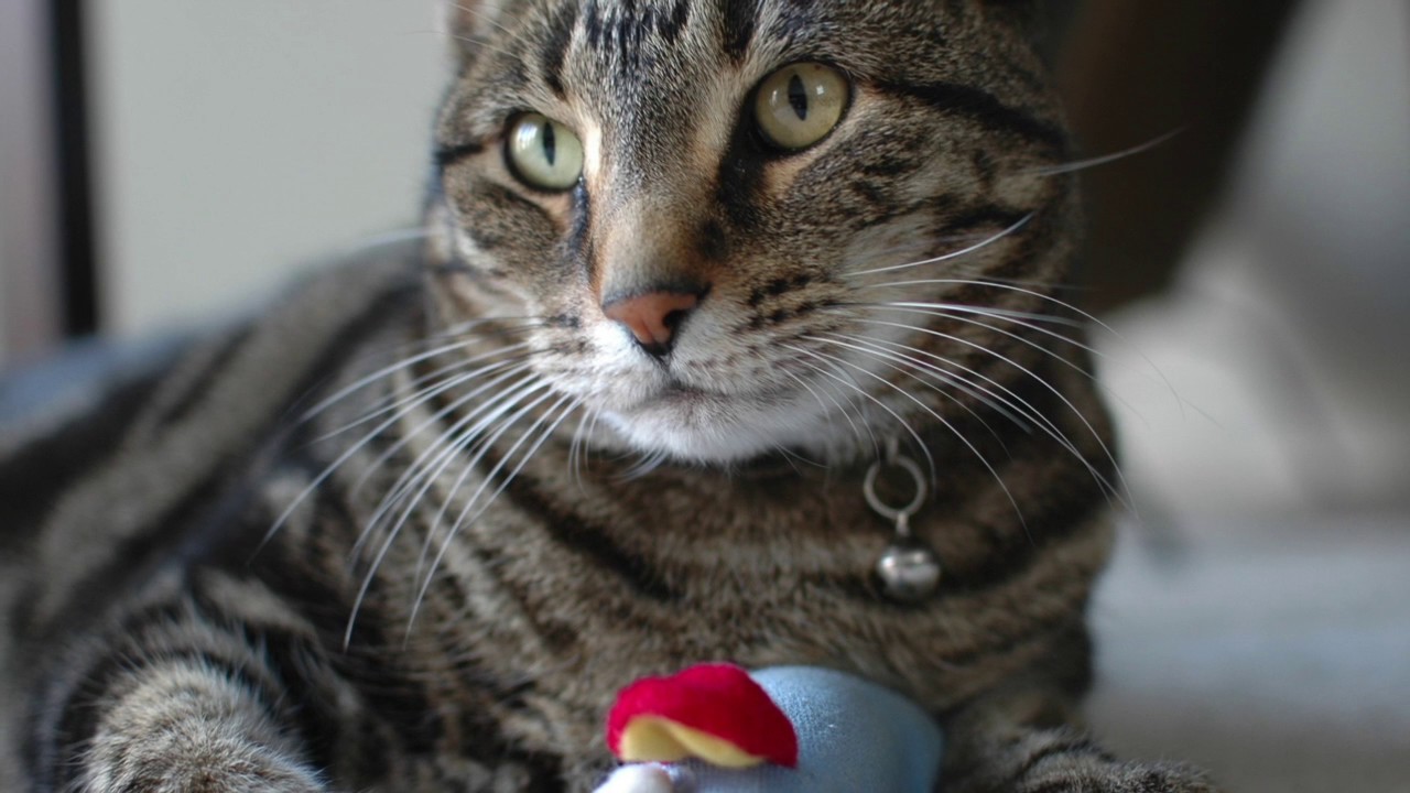 Pet Portraits YouTube