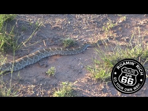 Route 66 Rattlesnake! - YouTube