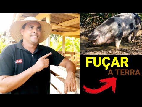 Vídeo: O que é o focinho de um porco?