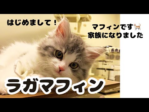 ラガマフィンの子猫をお出迎えしました!自分の家に初めて猫ちゃんがきたらどうする?
