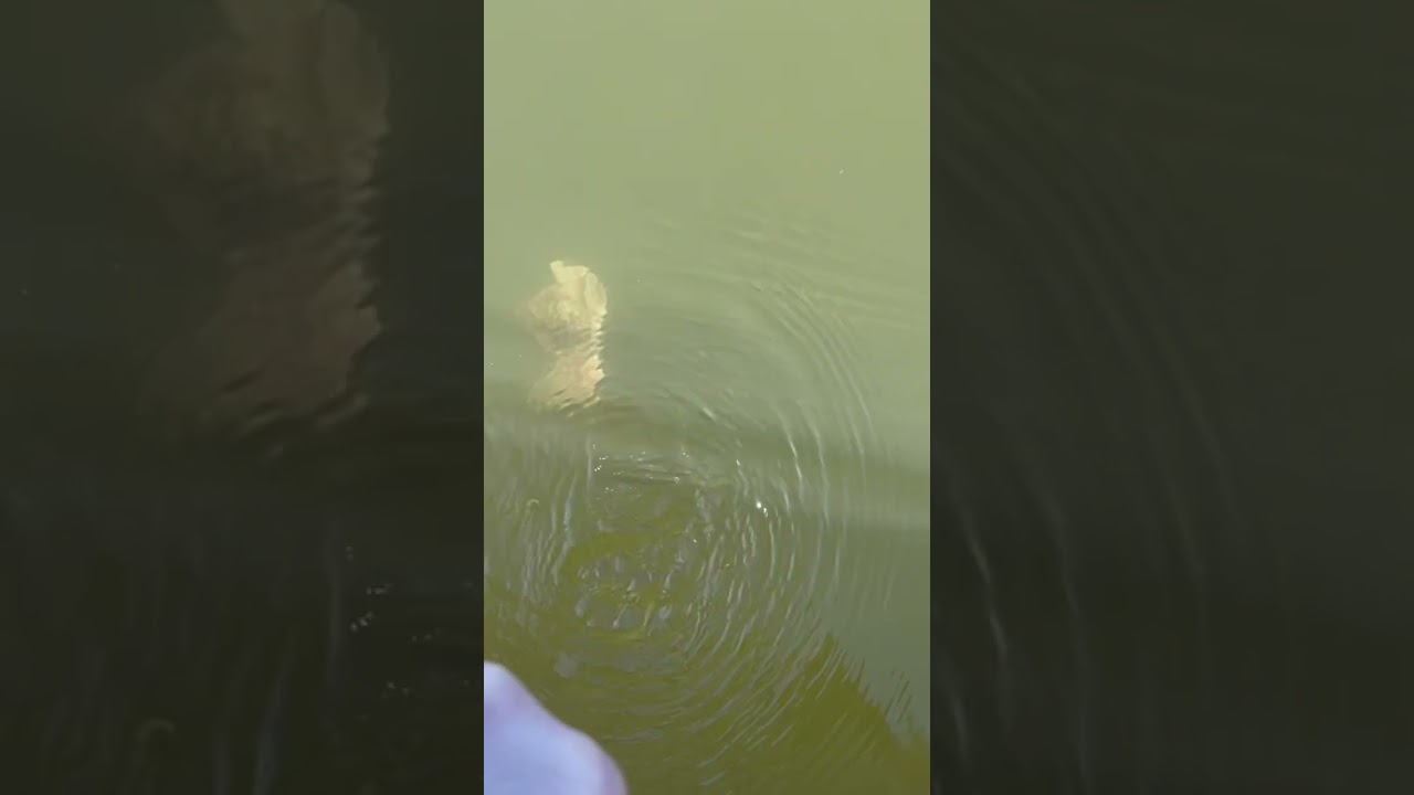 Catch and release of  platycephalus fuscus 