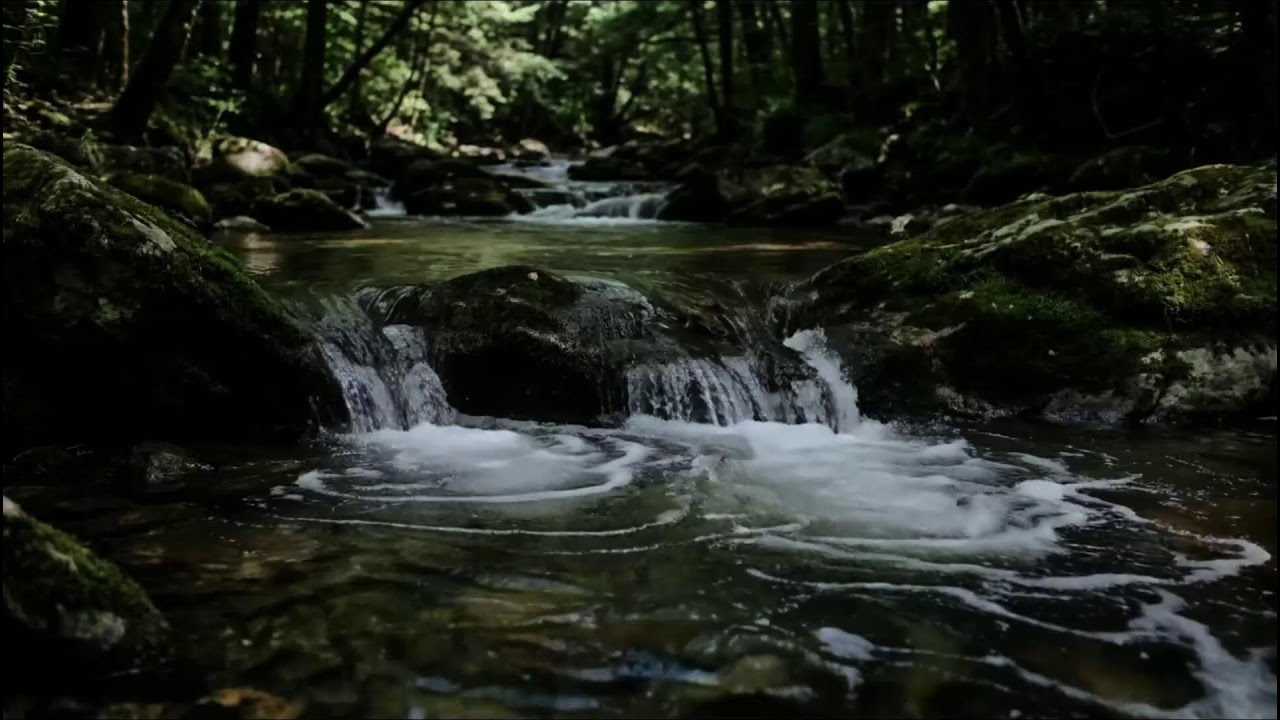 LIVE Forest Cascade Stream | Layered Water Flow + Soft Piano Ambience