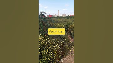 #اكسبلور #المصحف #لايك #سورة الشعراء