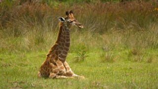 1 Hour of Giraffes 🦒 Beautiful Wildlife Relaxation Video | Peaceful Nature & Meditation Music