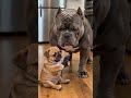 The Kitchen Chore KarmaFunny Dog & Cat Videos | Cute Puppies, Crazy Cats, Pet Comedy, Viral Animal