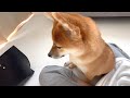 大事なカバンを壊した柴犬を本気で叱ったらこうなっちゃいました