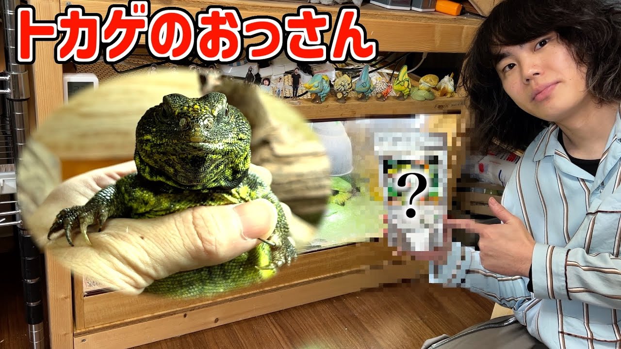 アケビのカゴ Feeding artificial vegetables to an old lizard [Urogyptiaca