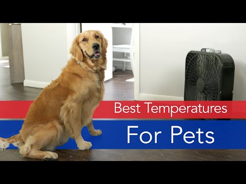 House Temperature for Dogs and Cats | Aire Serv