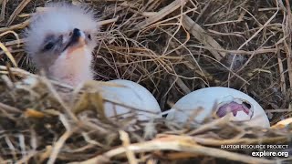 Hatching process of an eagle