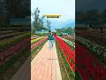 Tulip garden Palampur 🌷💐 #tulip #tulipgarden #tulipgardenpalampur #kangra #himachalpradesh #viral