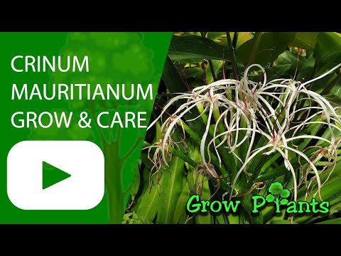 Crinum mauritianum - grow & care (Swamp lily)