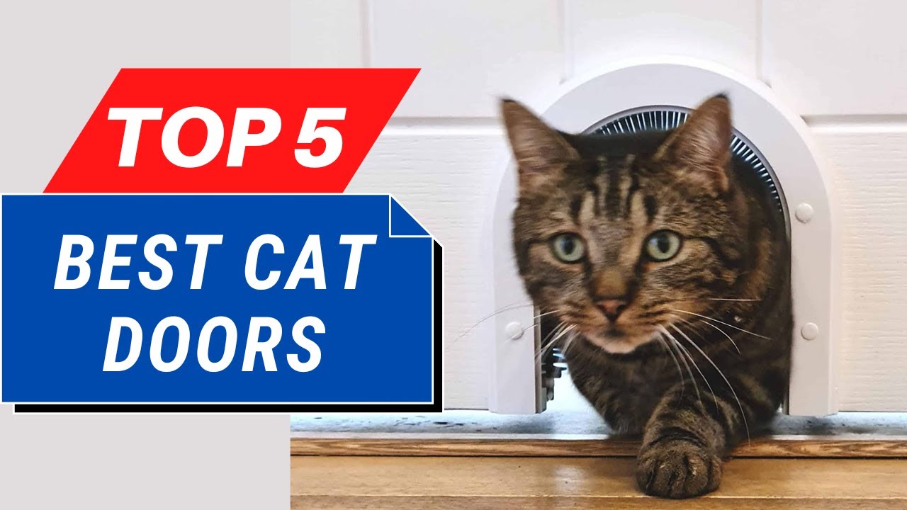 Top 5 Best Cat Doors of 2024 Cat Door Reviews YouTube
