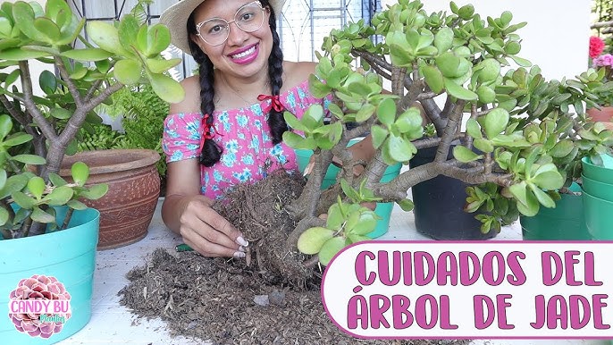 5 formas de colgar plantas sin hacer #agujeros #enabrilhojasmil #plant