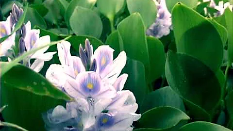 Water Hyacinth - A Very Wicked Plant