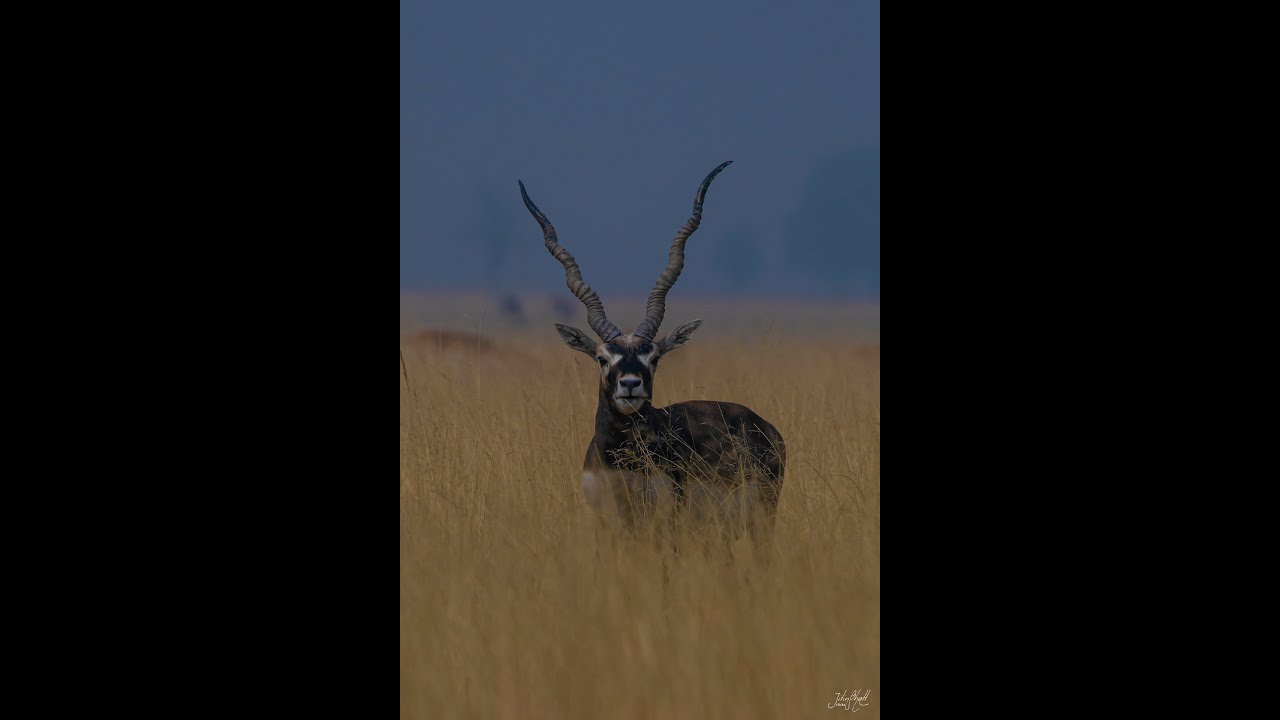 Tal Chappar - Land of Raptors (Teaser)