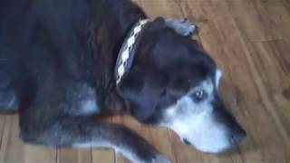 老犬ホームのぞみの日常動画♪2019091403