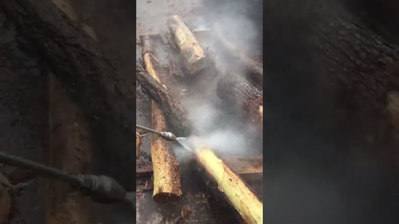 Bäume Schonened und SCHNELL Entrinden