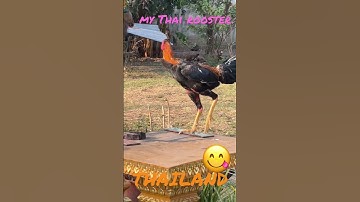 My Thai Rooster-Thailand| Short Video