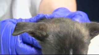 Brooklyn Puppies Get Rescued by Rescue City!