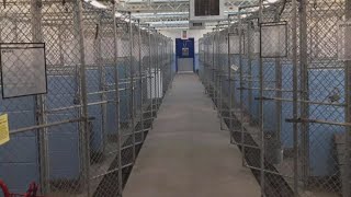 Albuquerque Animal Welfare reports surge in pet adoptions, fosters