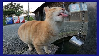 水道の水をペロペロ飲む公園の猫がカワイイ