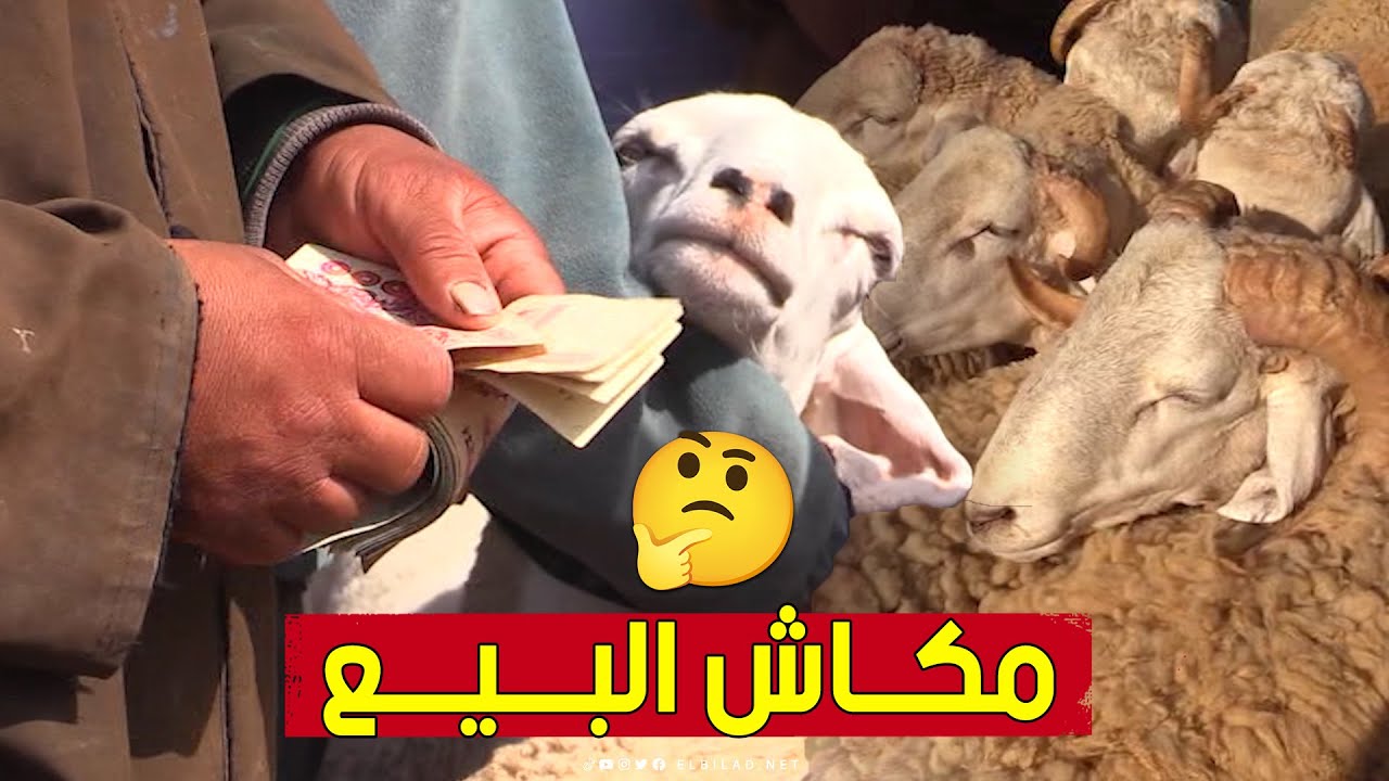 سوق المواشي بـ #البويرة.. تباين في أسعار الأضاحي ومربون يؤكدون تراجع أسعارها.. شاهد: