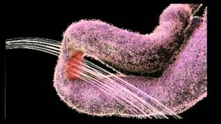 Drew Berry - Astonishing Molecular Machines