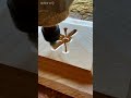 CNCルーターで木材に美しい模様を彫刻✨ CNC Wood Carving #shorts #cnc #woodworking #satisfying