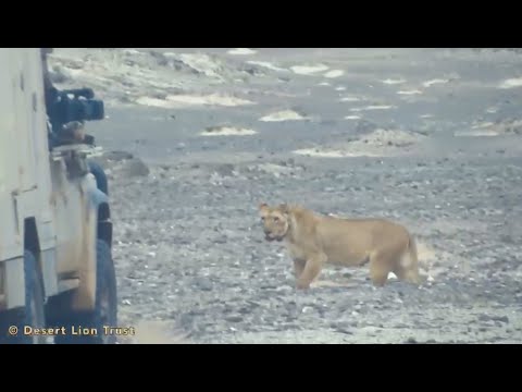 Lioness Xpl-106 “Alpha” moving past the research vehicle