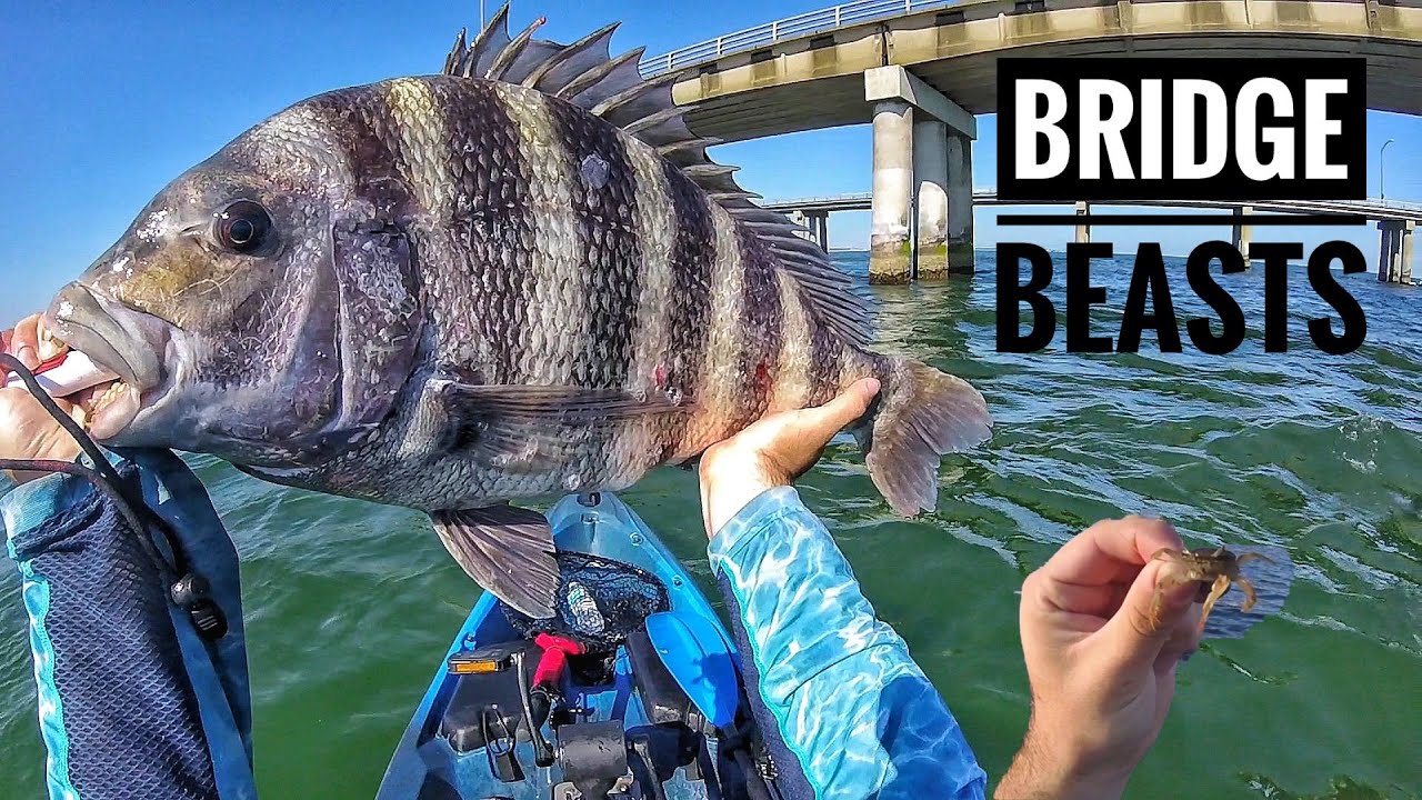 LIVE CRABS for BRIDGE BEASTS! - Sheepshead fishing Chesapeake bay - YouTube