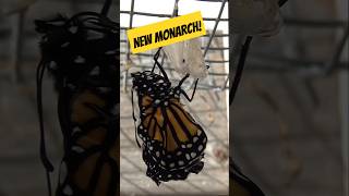 Monarch birth Timelapse  #garden #monarch #Timelapse #nature #butterfly