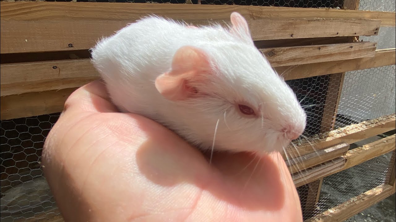 Como criar um filhote de porquinho da Índia 🦁.