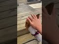  #pets #cute