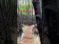 Sharavati River Mangrove BoardWalk Honnavar Karnataka