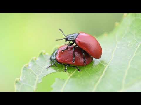 Video: Poplar Leaf Beetle