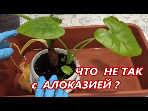 Что не так с Алоказией ⁉️