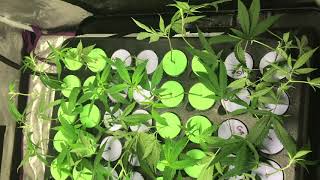 Close Up On Clones And Veg Room