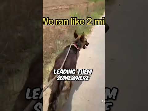 her fast thinking saved this dog's babies 😯