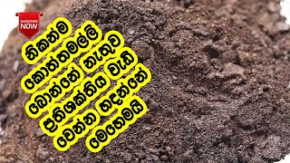 ප්‍රතිශක්තිය වැඩි විදිහට කොත්තමල්ලි මෙහෙම හදන්න - Koththamalli Kudu | Koththamlli Drink | LK Kitchen