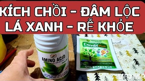 Kích chồi-Nẩy lộc, rễ bung khỏe, lá xanh mướt/thương hiệu tạo ra thành quả ngọt 
