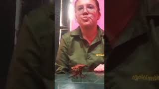 periplaneta americana