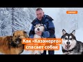 Как брошенные собаки обретают новый дом в «Казэнерго»