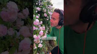The Sound of Wild Roses Feels Like Deep Stillness | 432Hz Living Plant Music