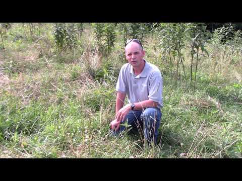 Video: Horsenette-identifikation: Tips om hestenælde-herbicid og organisk bekæmpelse