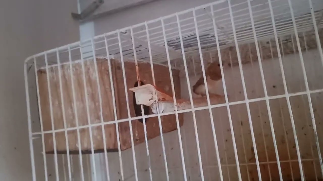 15 de fevereiro de 2026