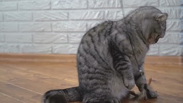 Stress-timed vs syllable-timed languages