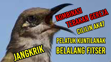 Masteran kombok kombinasi gereja, cililin, AK47, Pelatuk Bawang, Kuntilanak, Belalang, Fitser