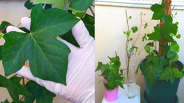 اكثار نبات الهيدرا (1) _ ivy hedera propagation